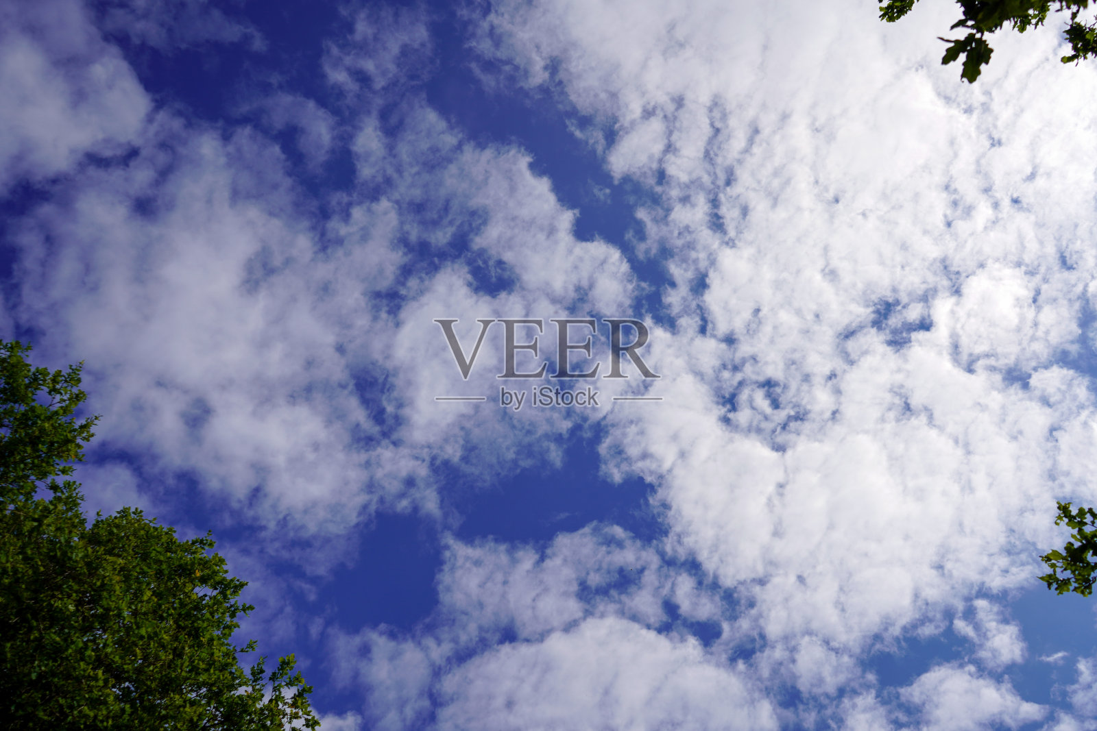 仰望树冠照片摄影图片