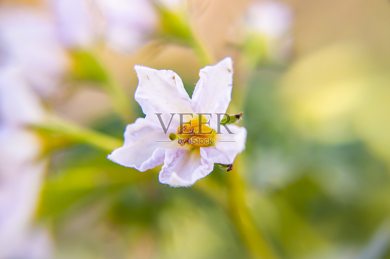 盛开的土豆-微距照片。照片摄影图片