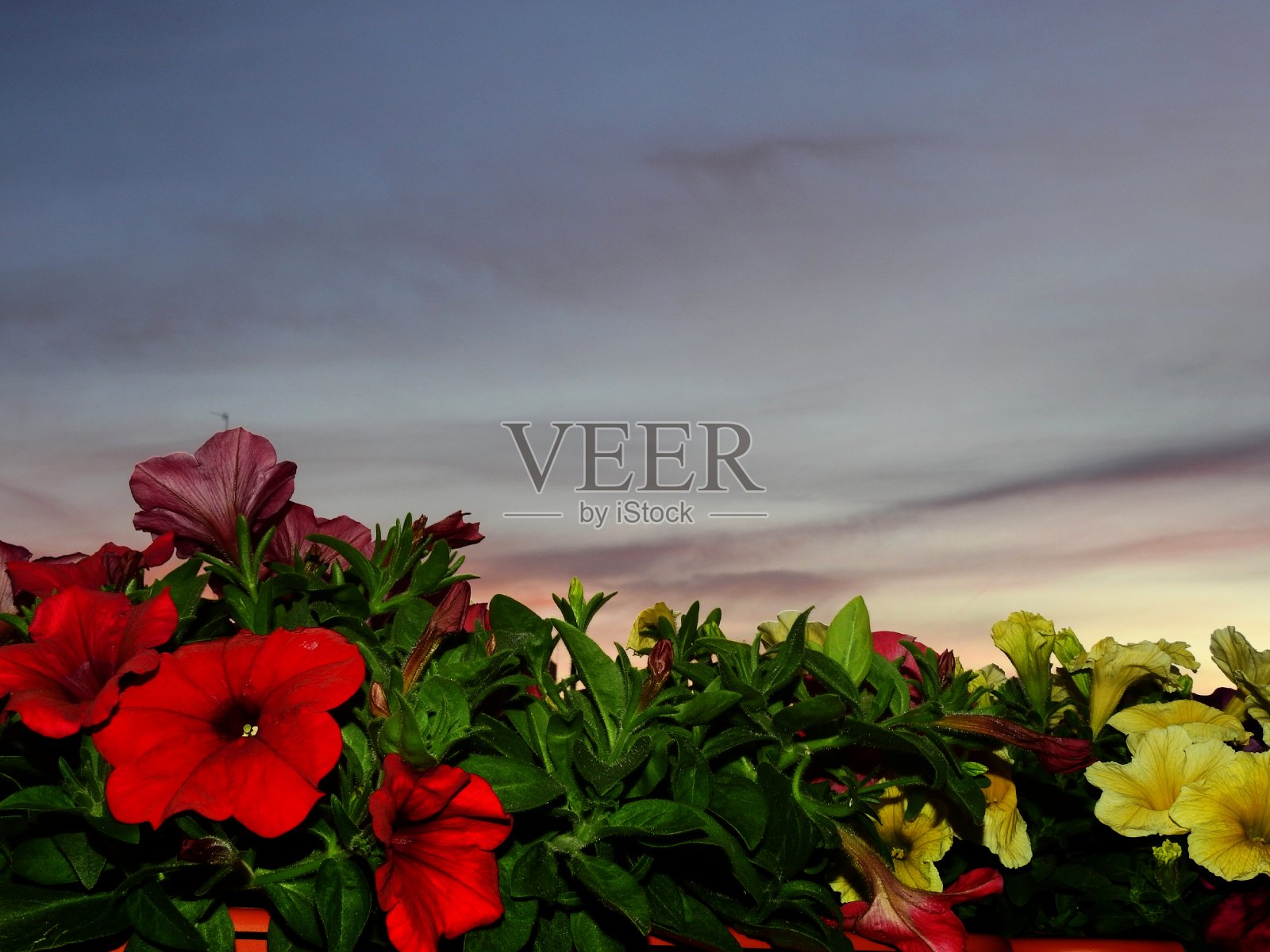 花的背景和多云的天空照片摄影图片