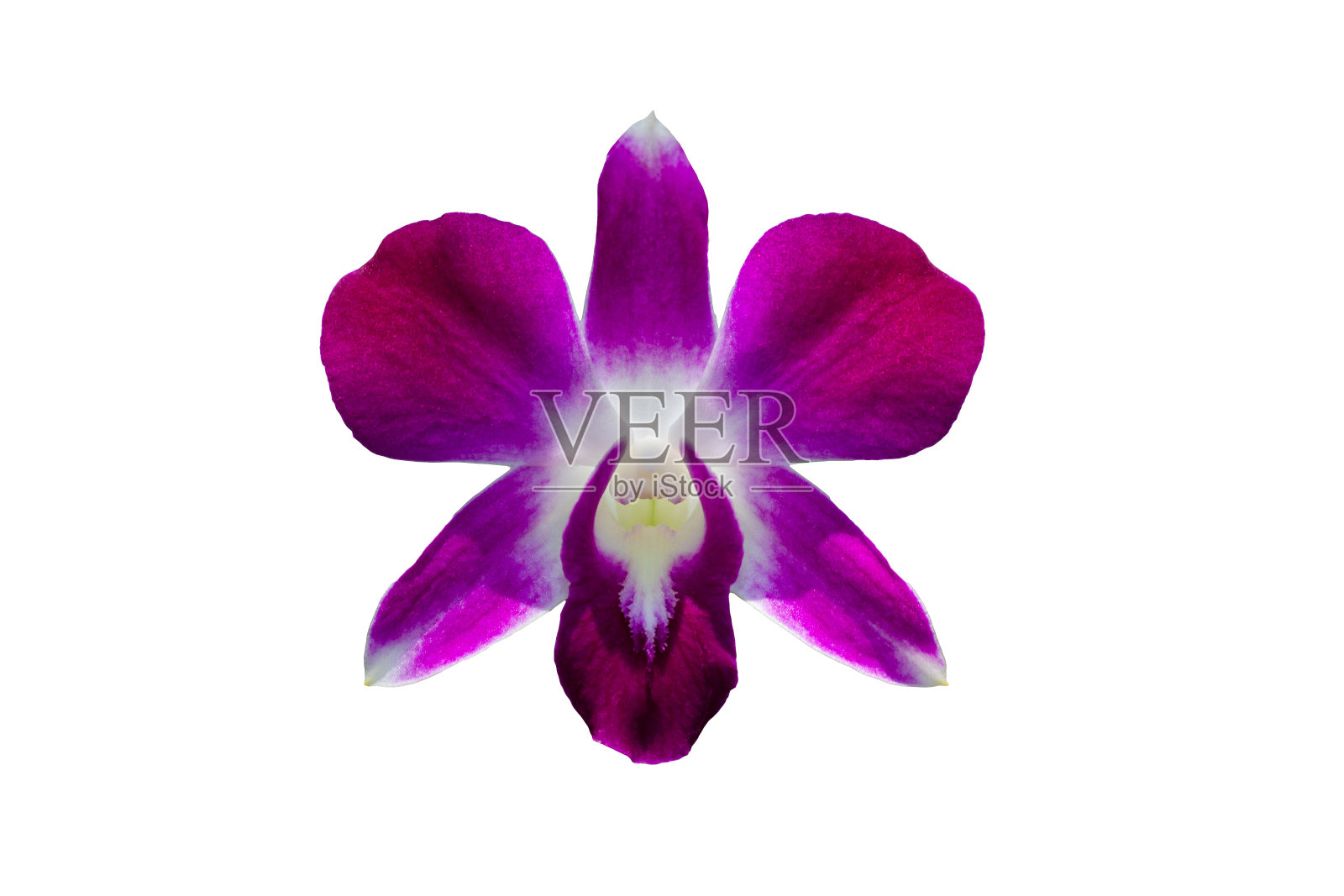 紫色兰花花孤立在白色的背景剪辑路径照片摄影图片