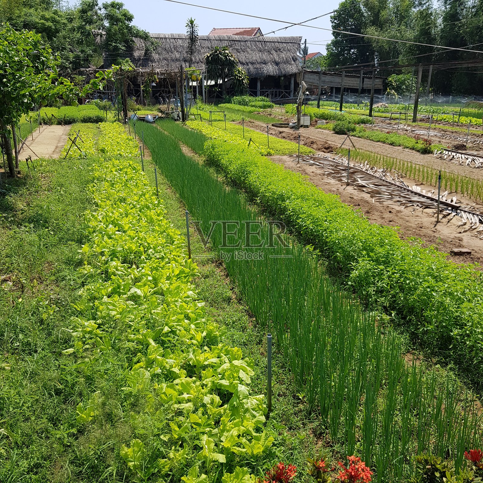 越南农业照片摄影图片