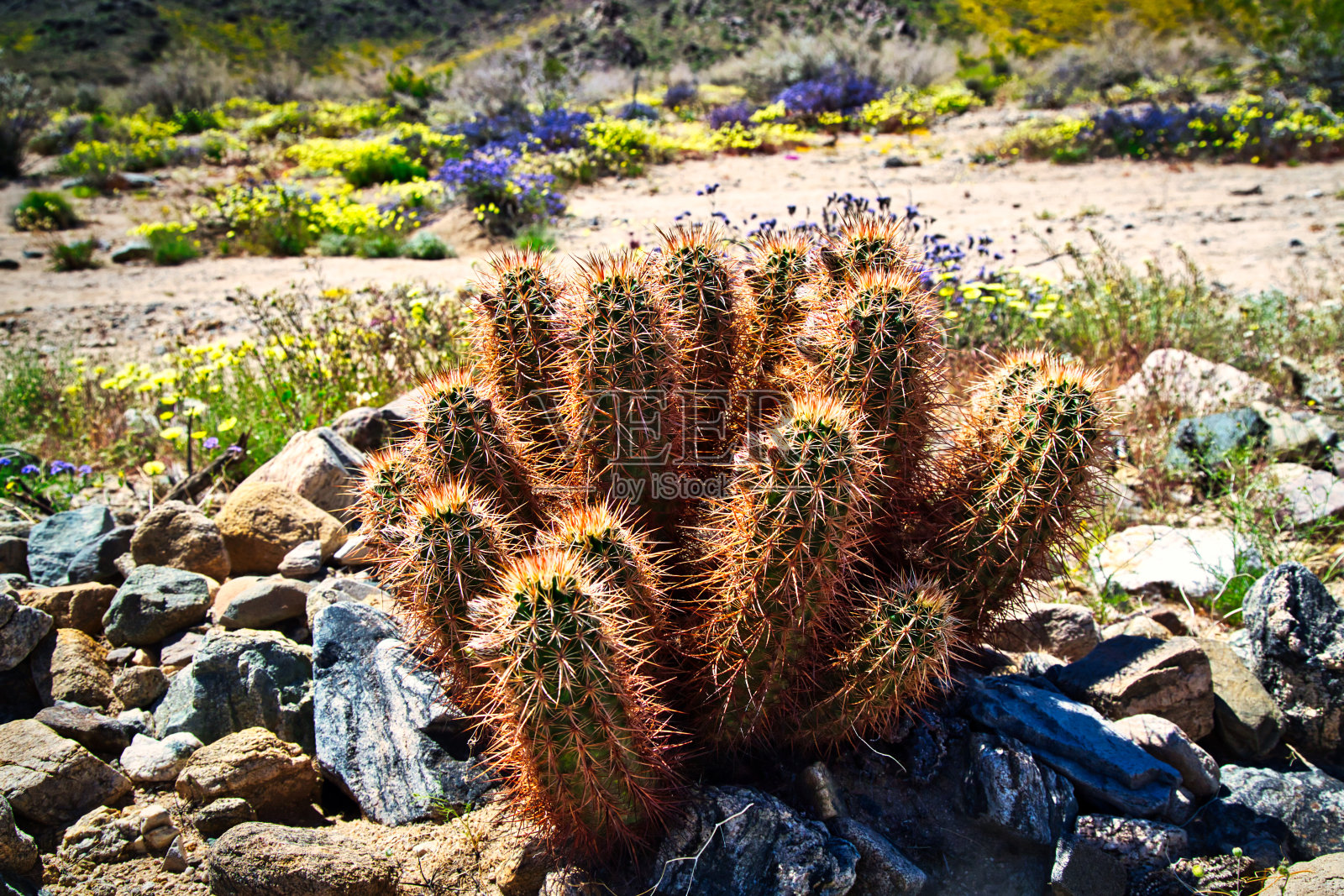 莫哈韦丘仙人掌和野花在背景照片摄影图片