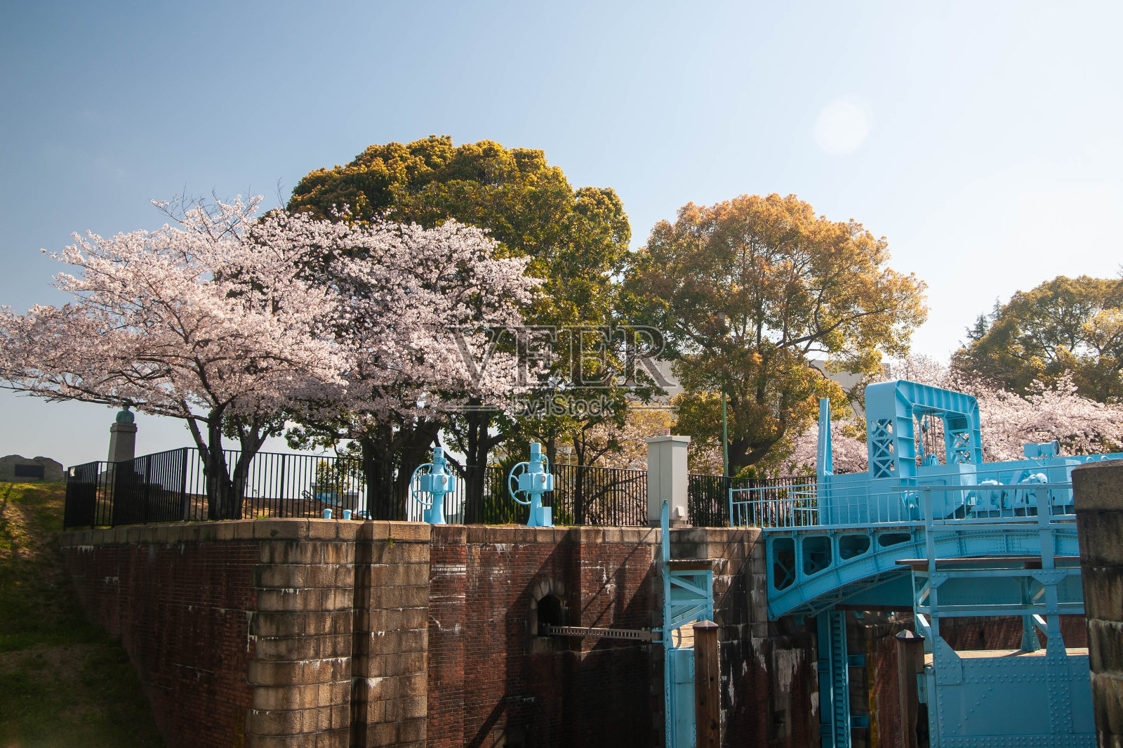 樱花和蓝色结构照片摄影图片