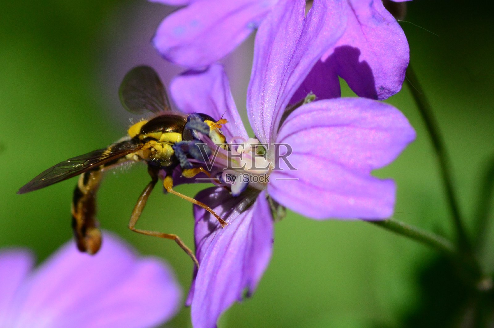 食蚜蝇照片摄影图片