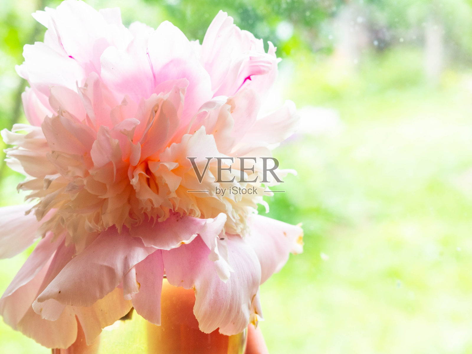 4、皮子柔嫩，花粉红牡丹柔。3月8日的时尚鲜花，除草照片摄影图片