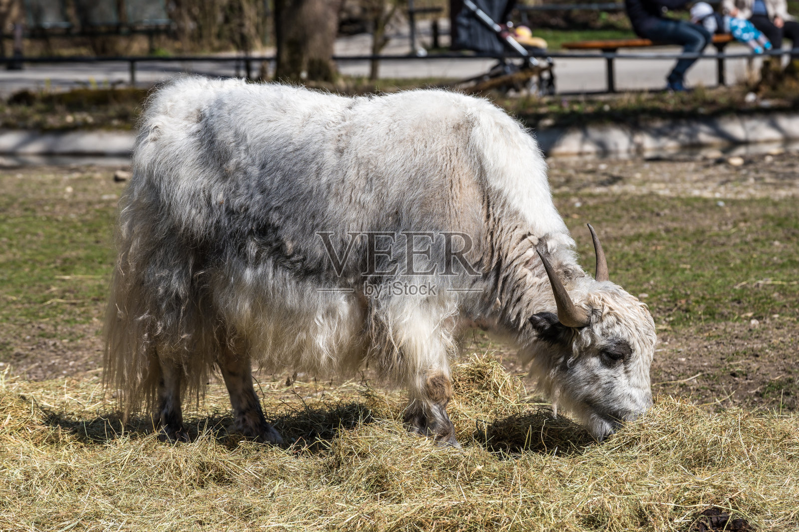 动物园里的驯养牦牛照片摄影图片