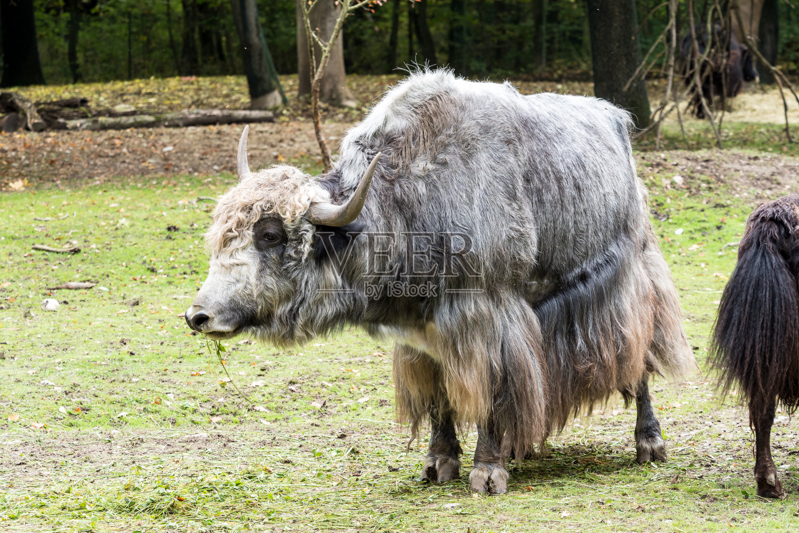 动物园里的驯养牦牛照片摄影图片