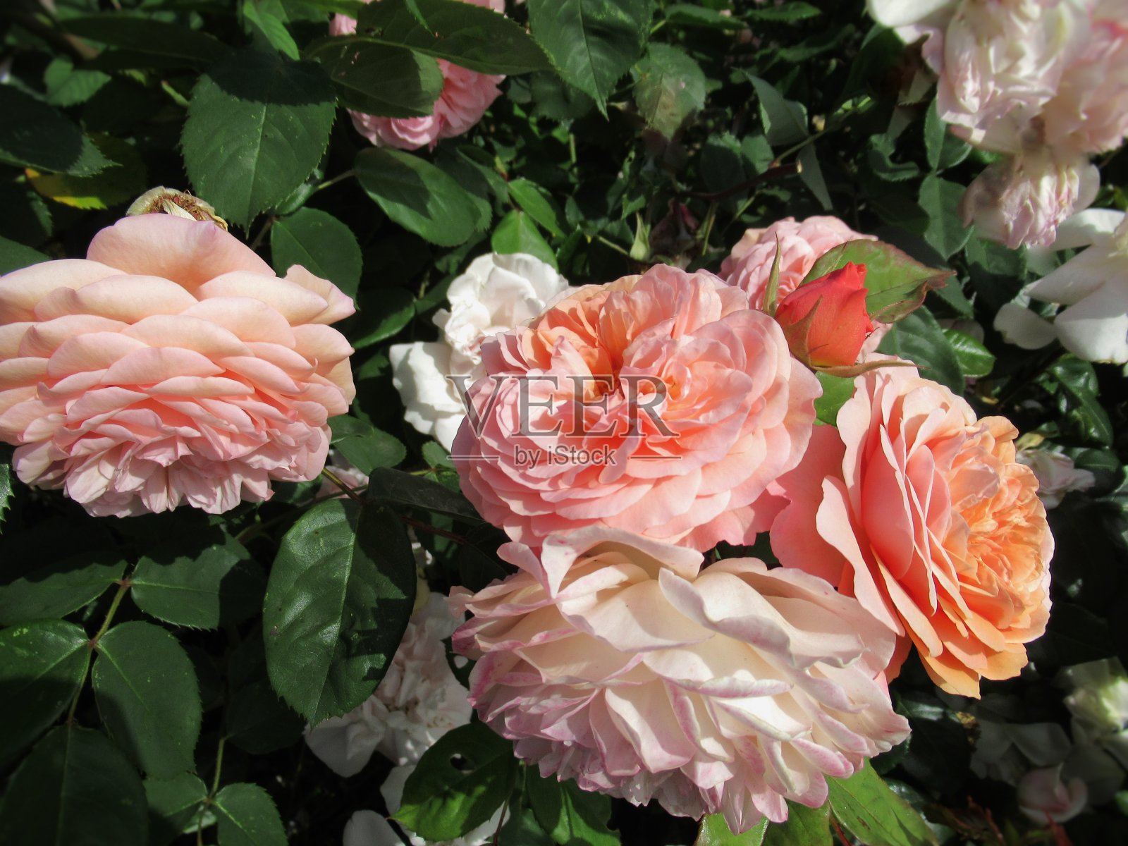 2019年6月，可爱的亮粉色玫瑰在温哥华玫瑰园盛开照片摄影图片