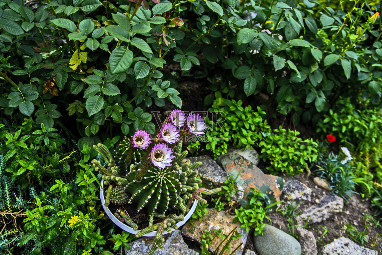 仙人掌花卉盆栽照片摄影图片