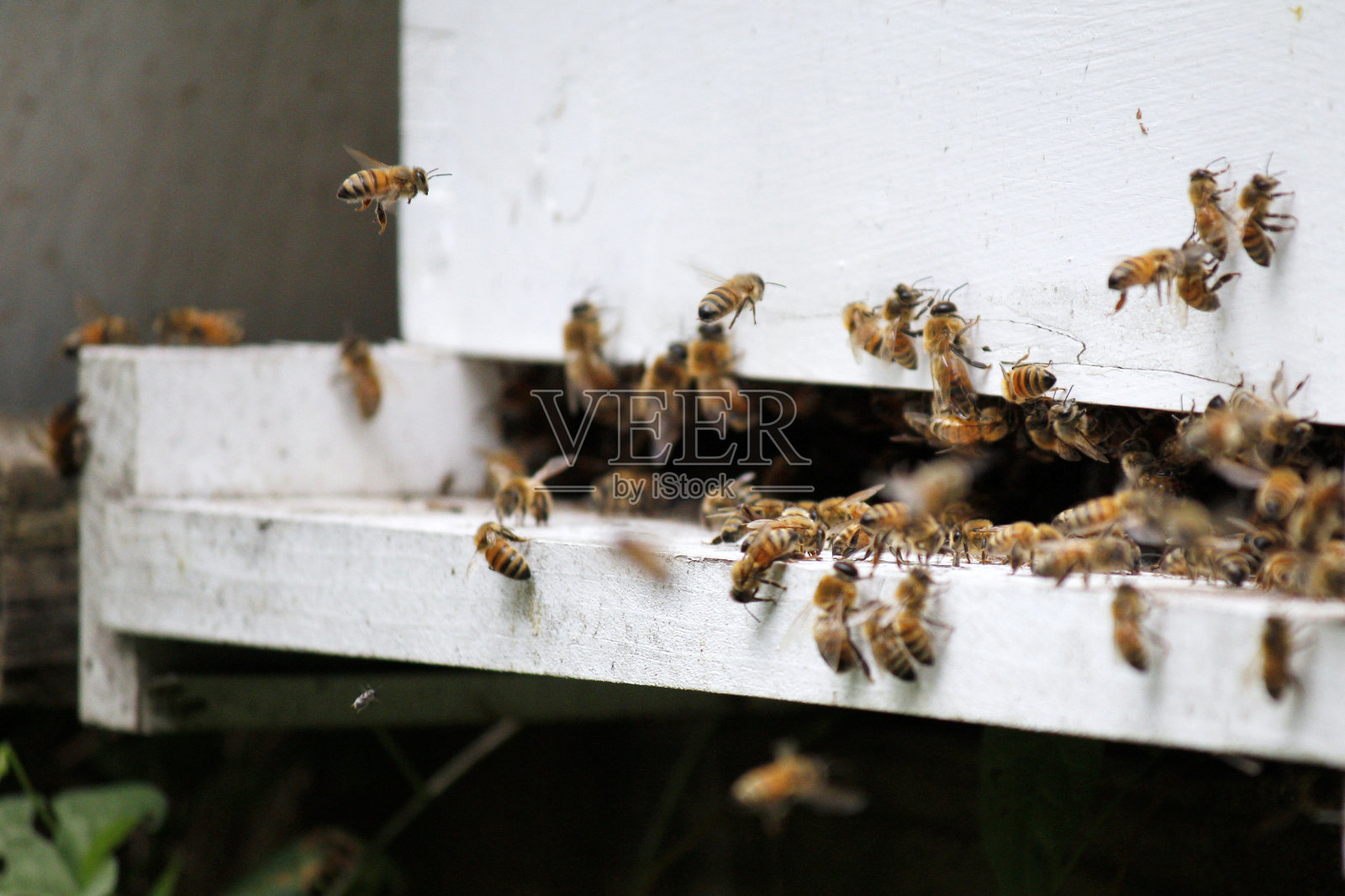城市养蜂场养蜜蜂照片摄影图片
