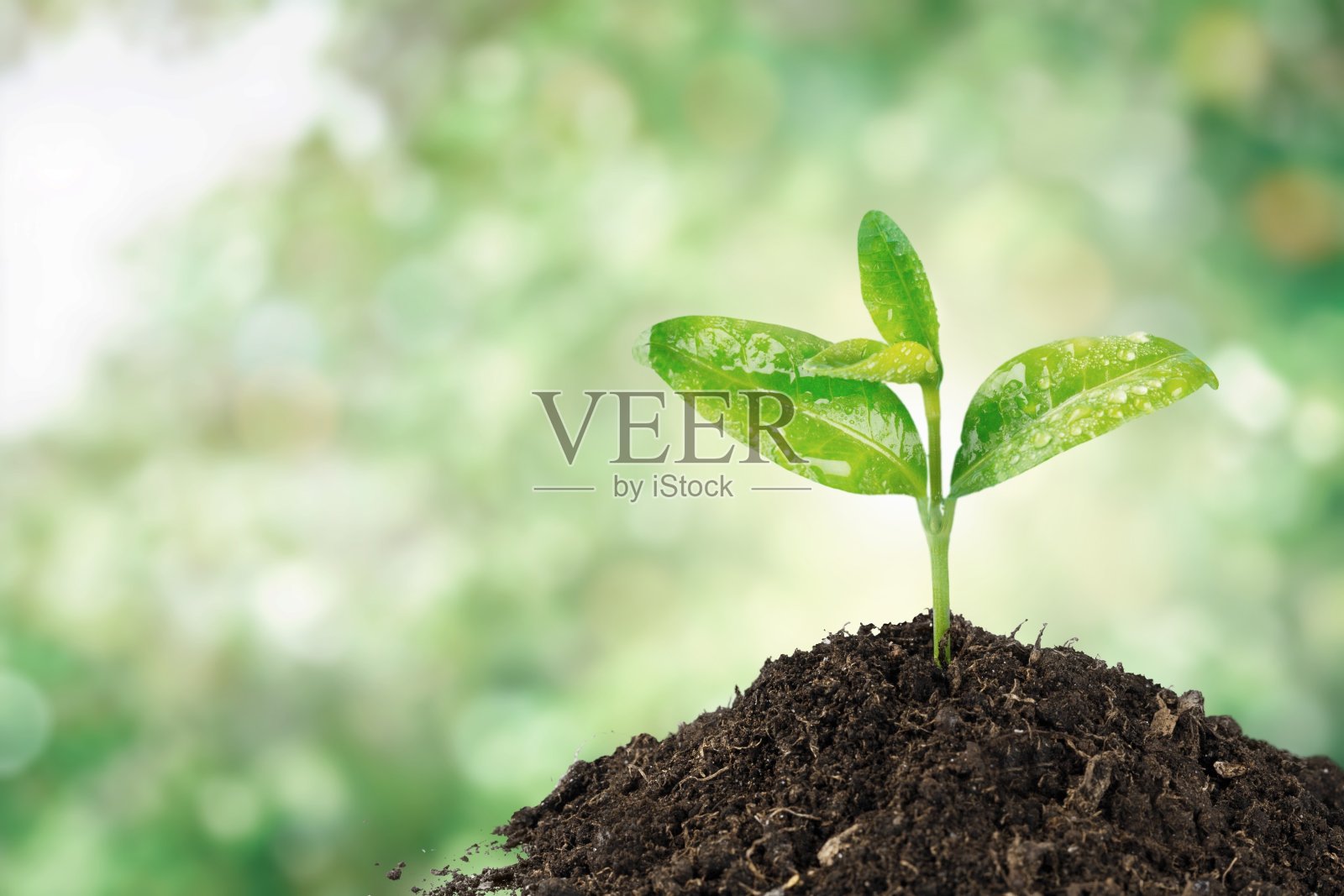 增长。照片摄影图片