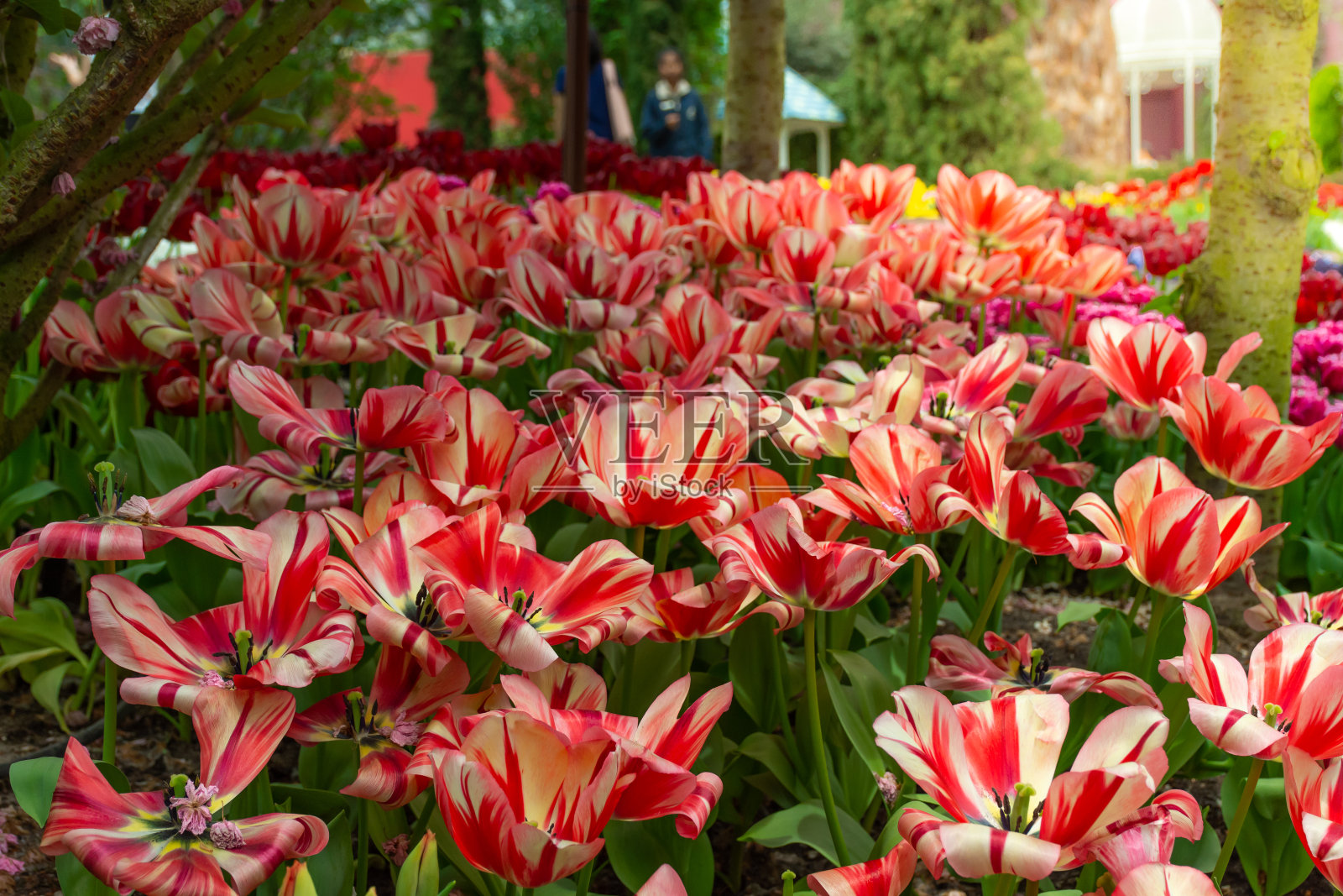 郁金香花，选择性聚焦。春季自然背景的网页横幅和卡片设计照片摄影图片