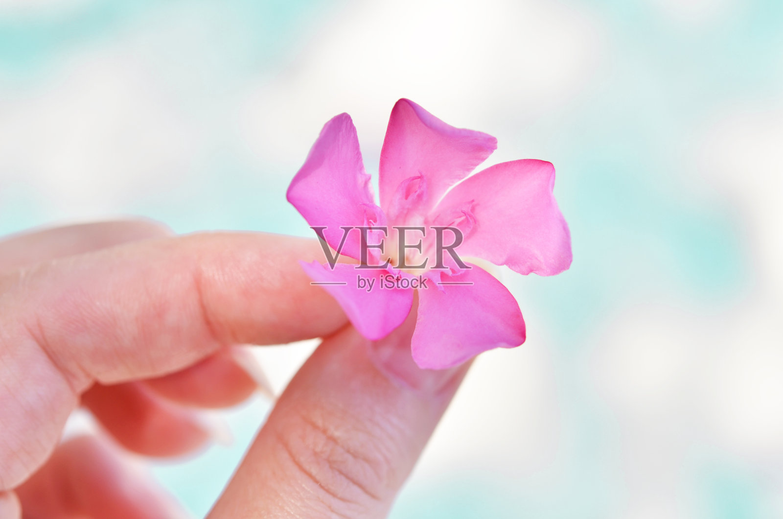 女性手捧盛开的粉红夹竹桃花。——图片照片摄影图片