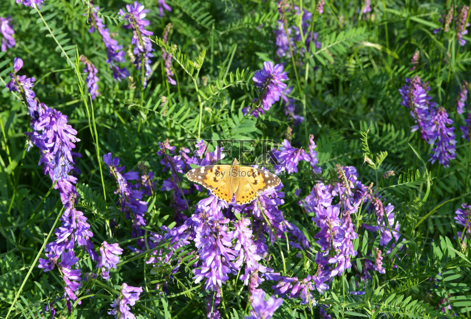 花上的蝴蝶照片摄影图片