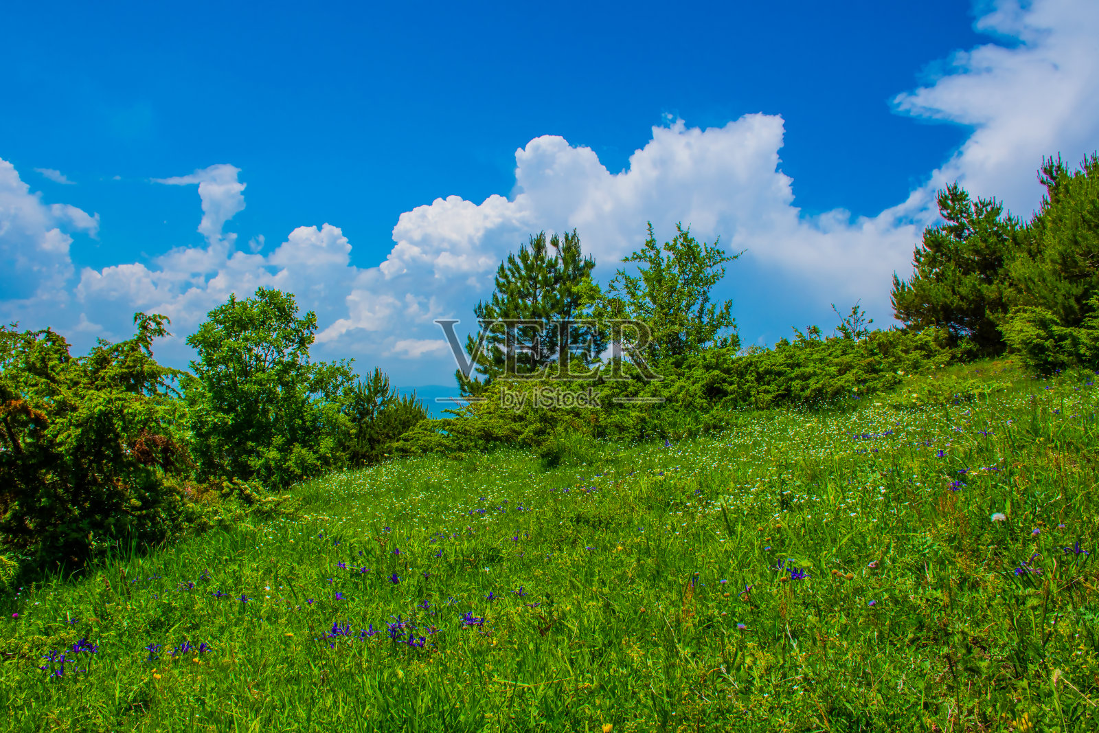 绿草和多云的蓝天景观照片摄影图片