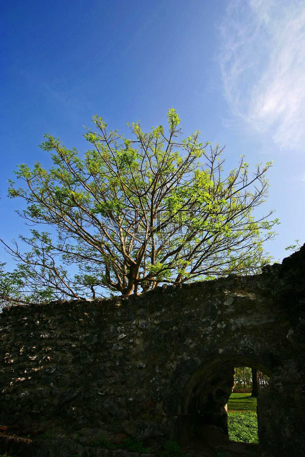 绿色植物，石墙和蓝天照片摄影图片