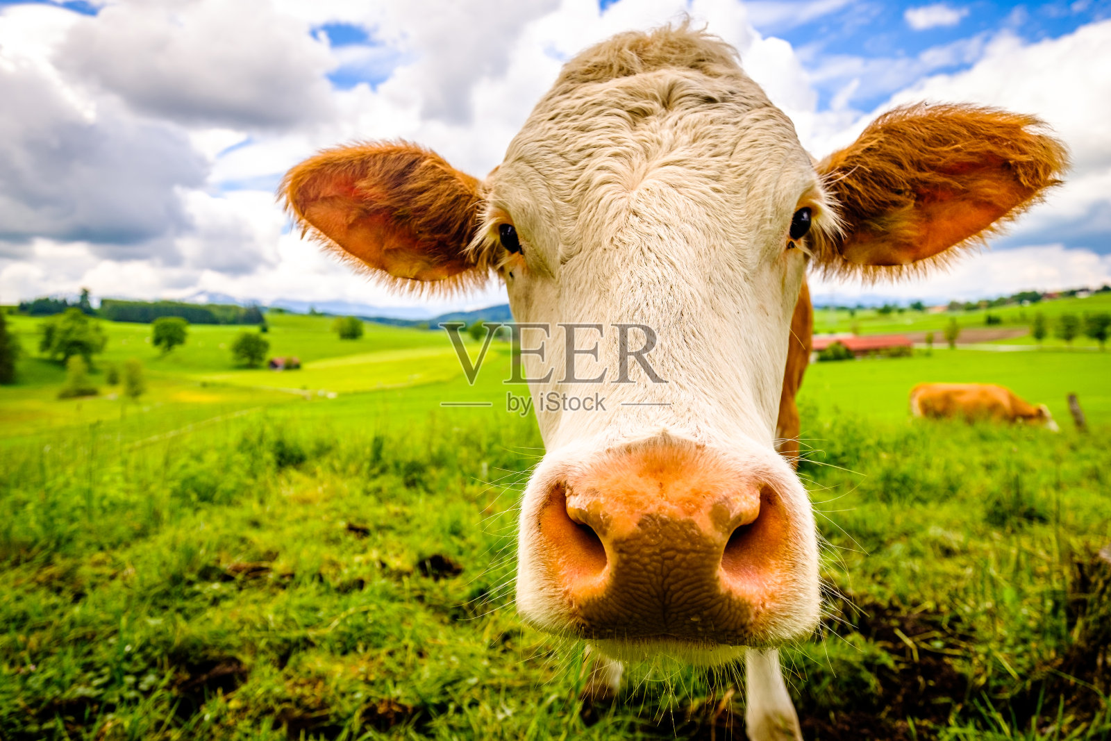 有趣的牛照片摄影图片