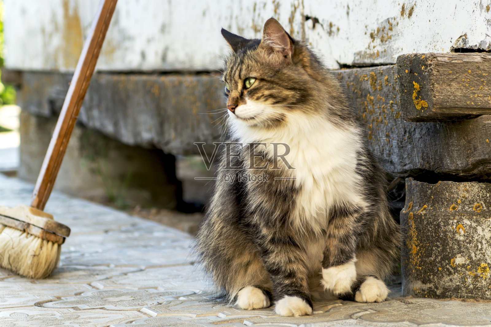 一张漂亮的三色猫的肖像，绿眼睛和长毛坐在瓷砖上的旧房子的背景。乡村风格。关闭。软焦点照片摄影图片