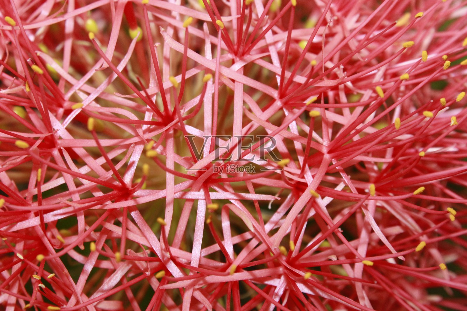 摘要背景和纹理为红色血百合、球百合(多花藤)花。照片摄影图片