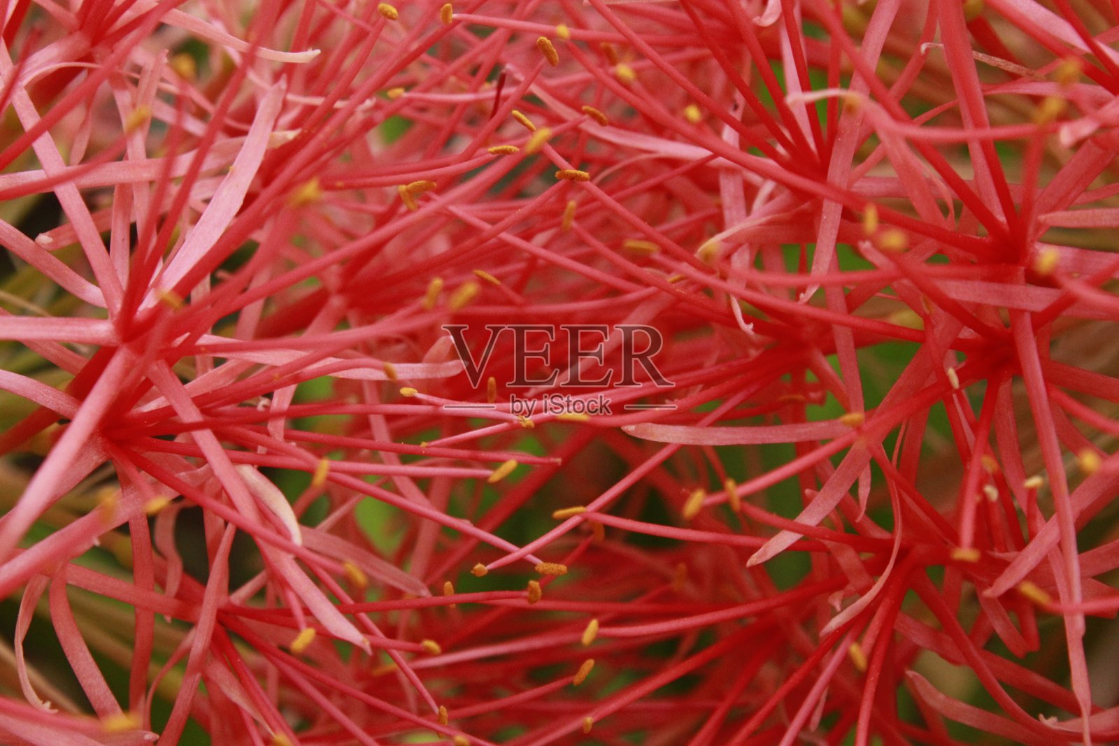 红色血百合或粉扑百合的特写。照片摄影图片