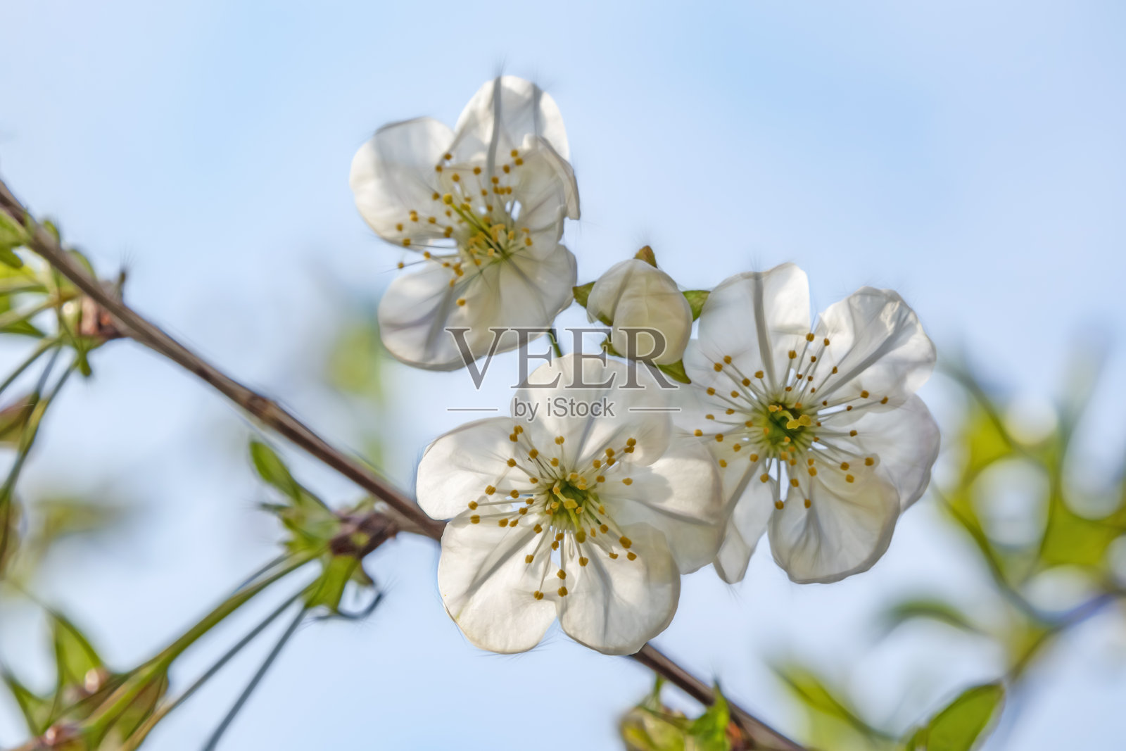 在绿色的大自然中，樱花在树枝和绿叶上绽放。照片摄影图片