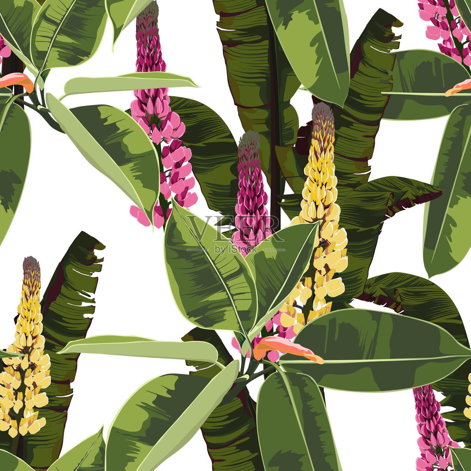 美丽的无缝花卉图案背景与热带明亮的无花果弹性和羽扇豆花。完美的壁纸，网页背景，表面纹理，纺织品。白色背景。插画图片素材