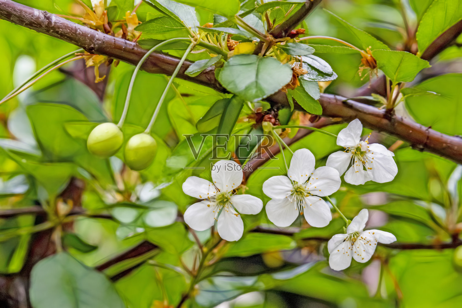 在绿色的自然中，樱花和生的绿色樱桃在树枝上照片摄影图片