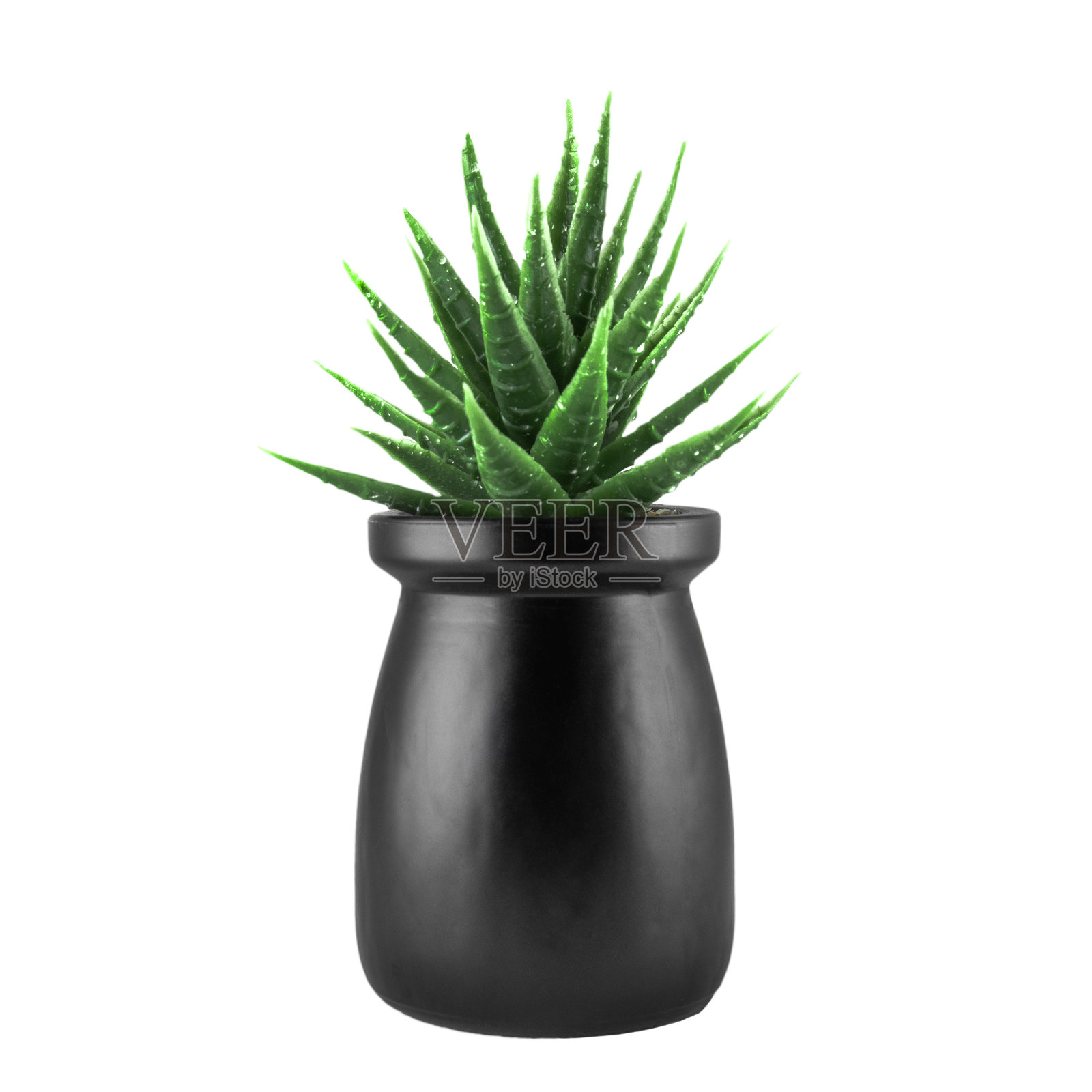 小植物在盆栽仙人掌孤立在白色背景的正面视图。照片摄影图片