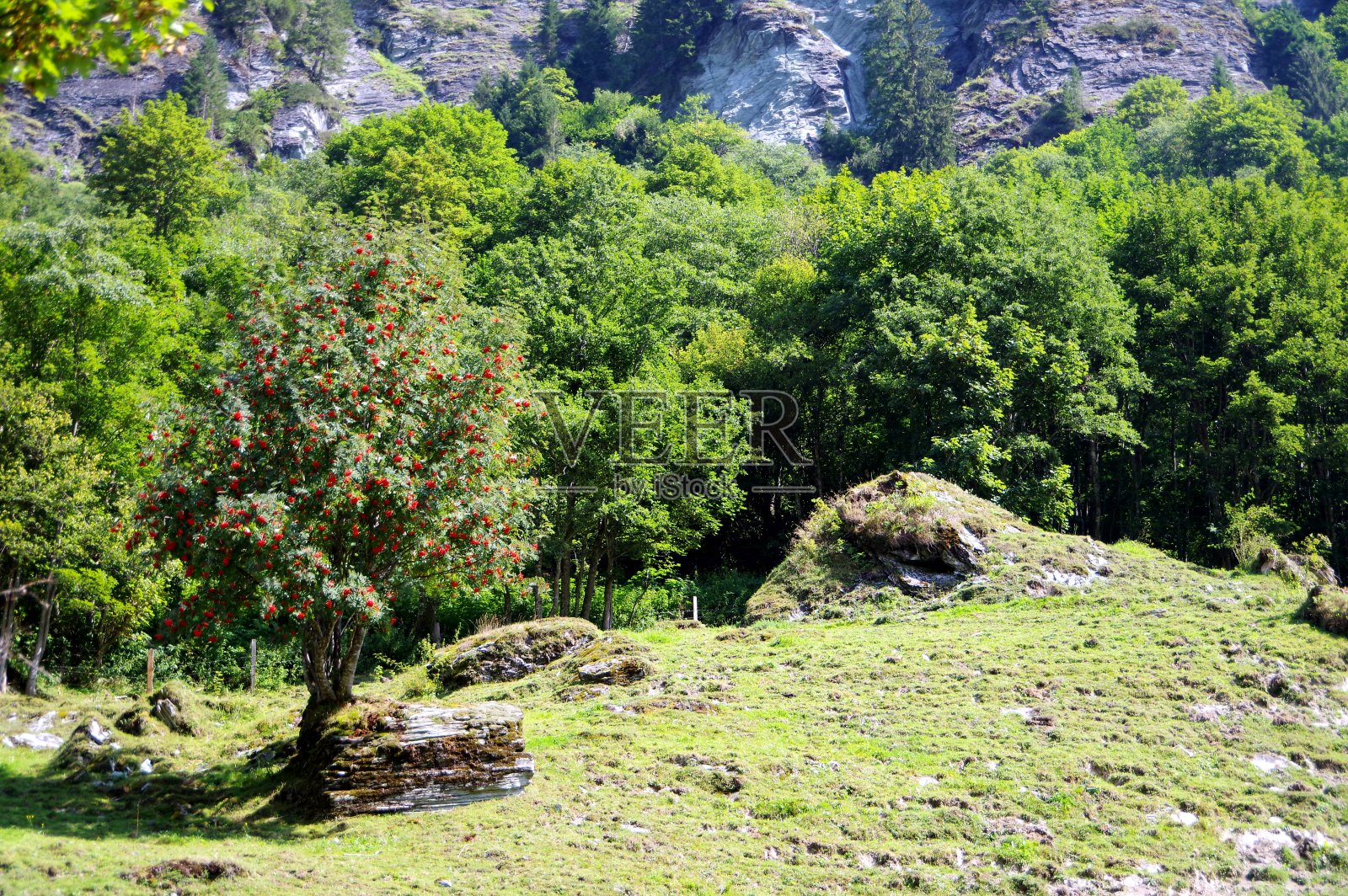 树和鸟梁树在山脚下照片摄影图片