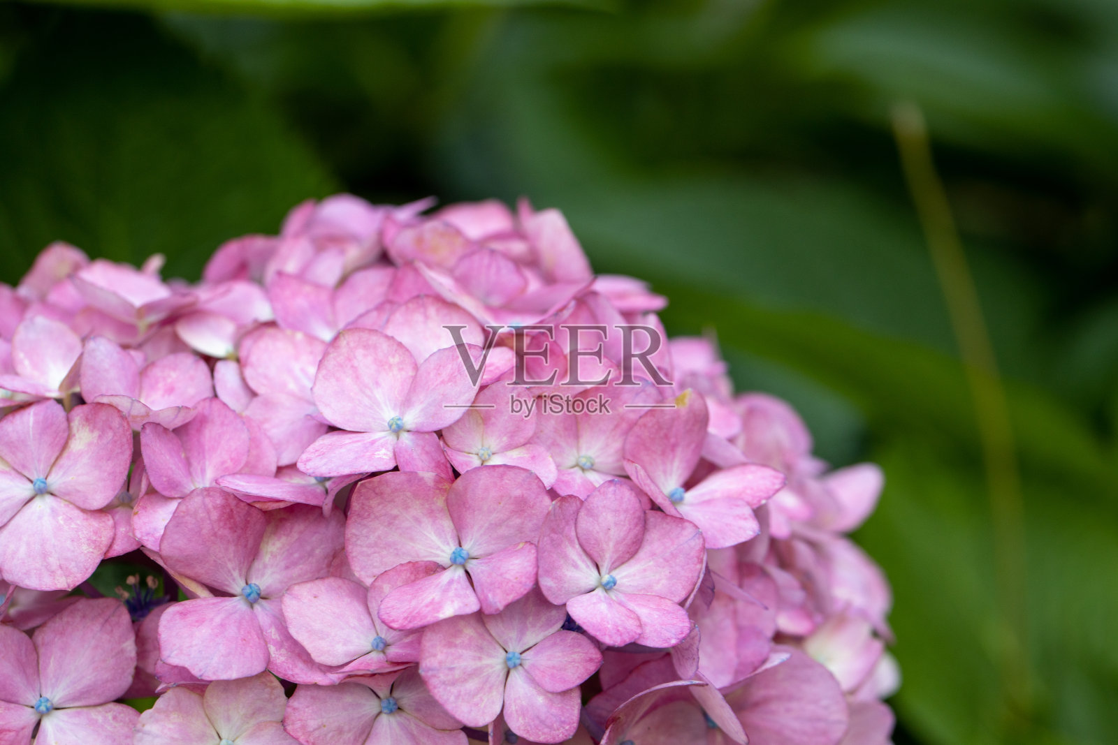 绣球花照片摄影图片