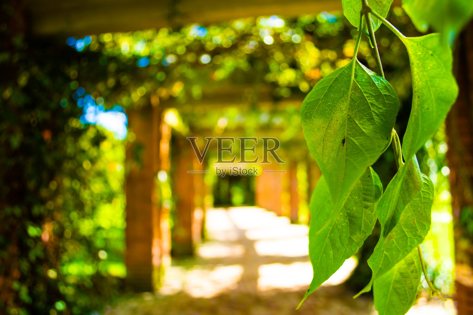 叶的特写在尖锐的通道照片摄影图片