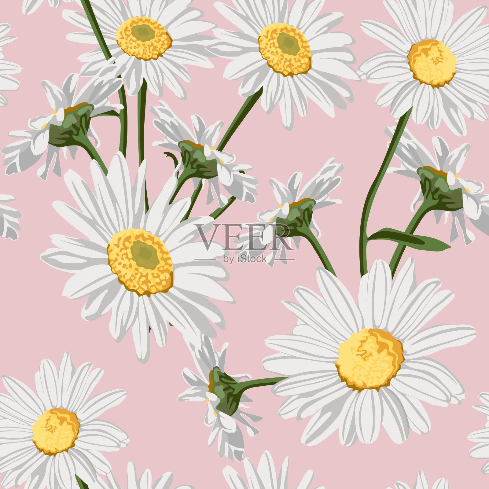 无缝模式与洋甘菊(洋甘菊)花在粉红色的背景。插画图片素材