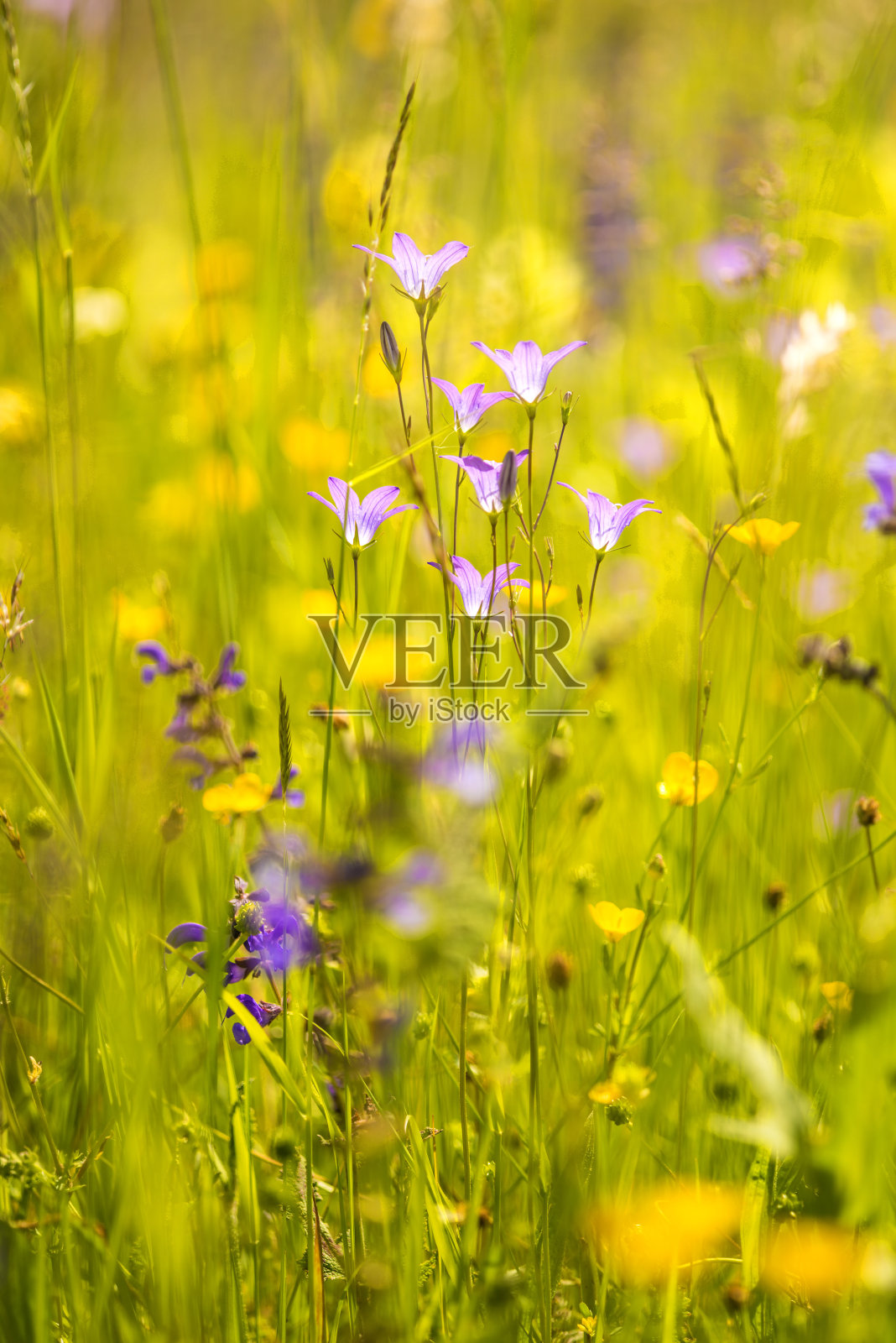 春天在德国的草地上播撒风铃花照片摄影图片