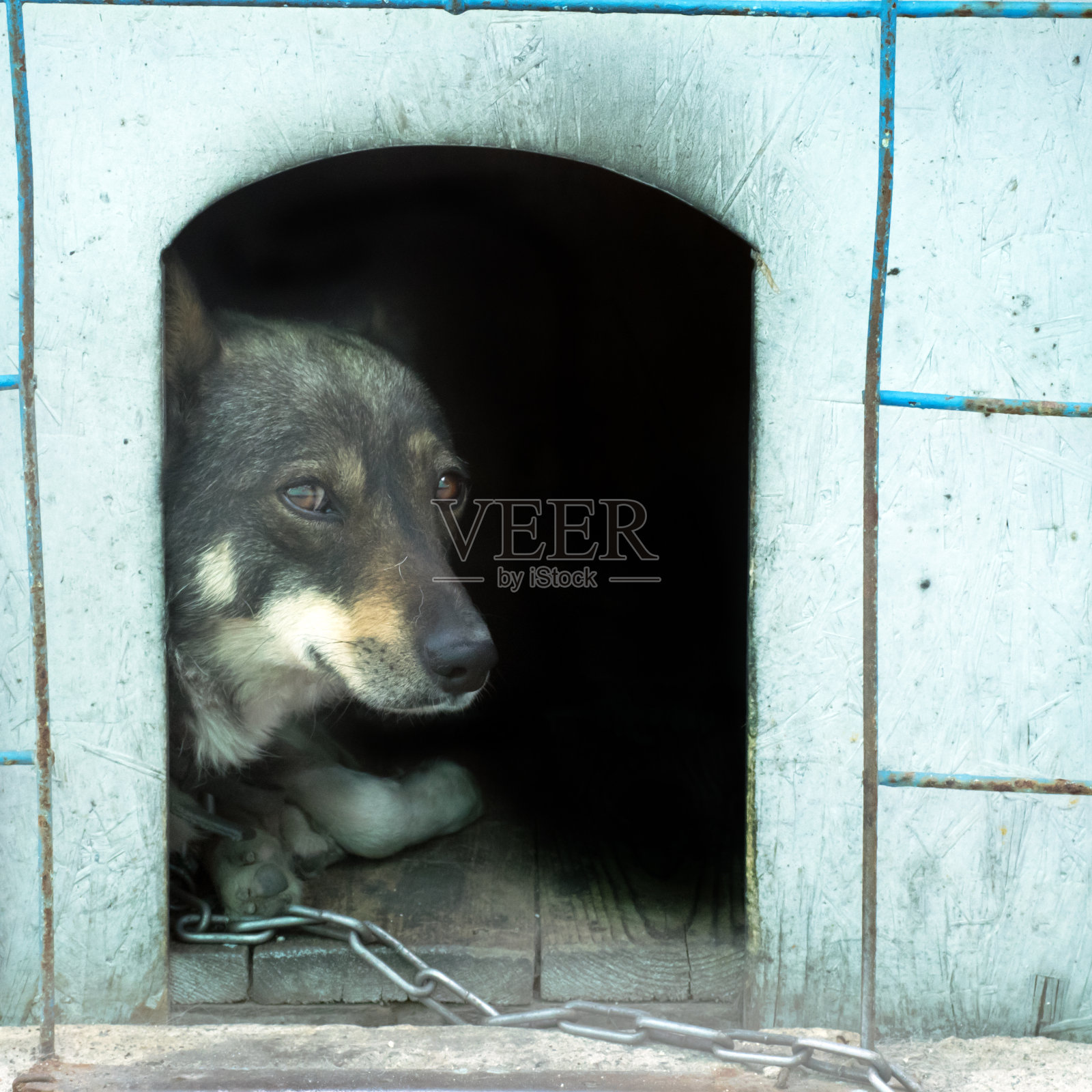 “nsad lonely dog”u200b u200bin a booth on a chain。悲伤的狗照片摄影图片