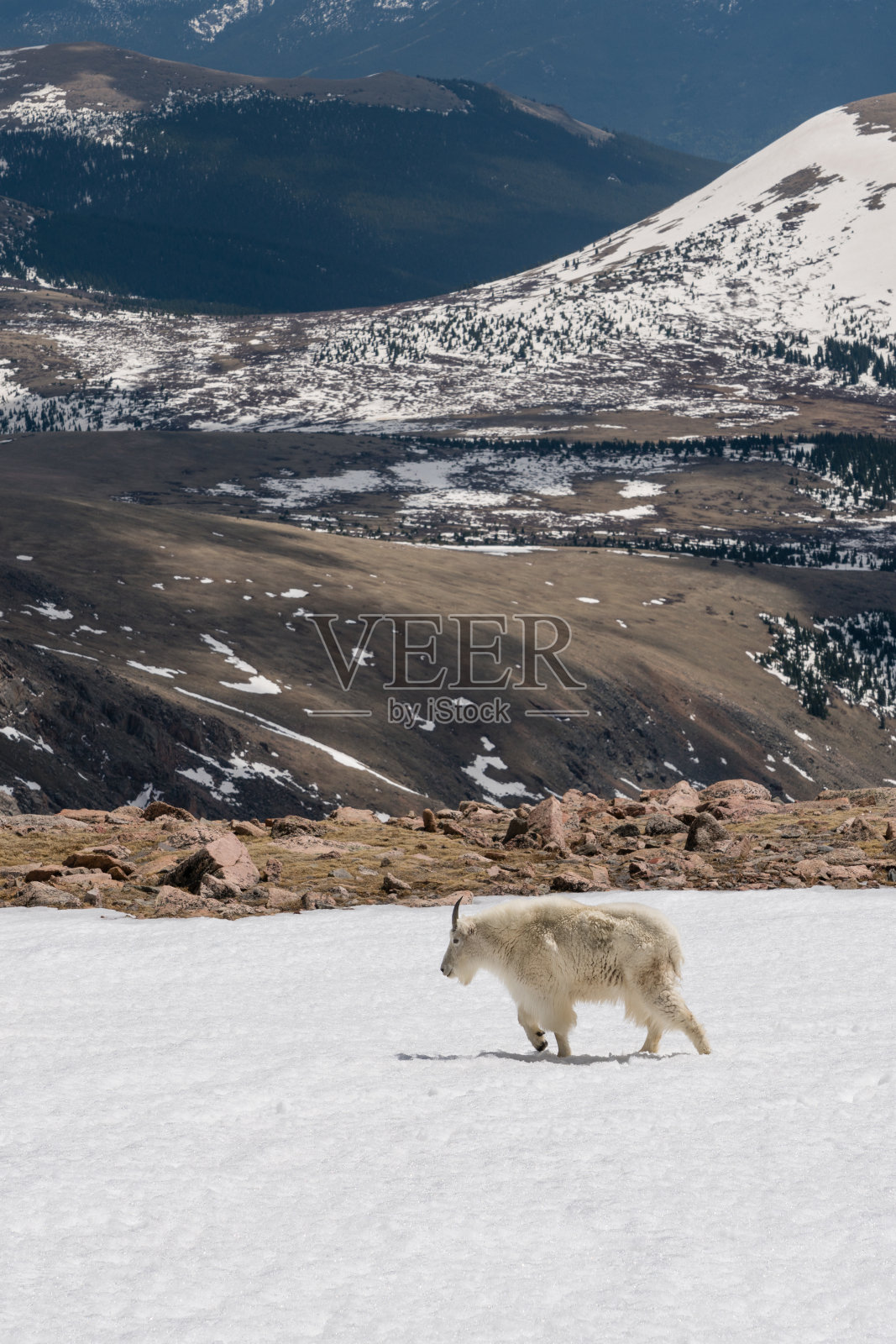 科罗拉多州的山羊照片摄影图片