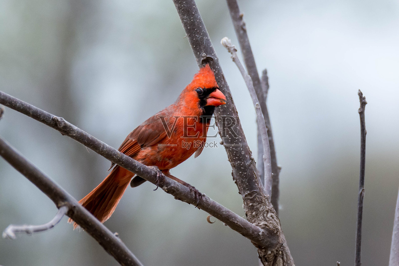 男性的红衣主教照片摄影图片