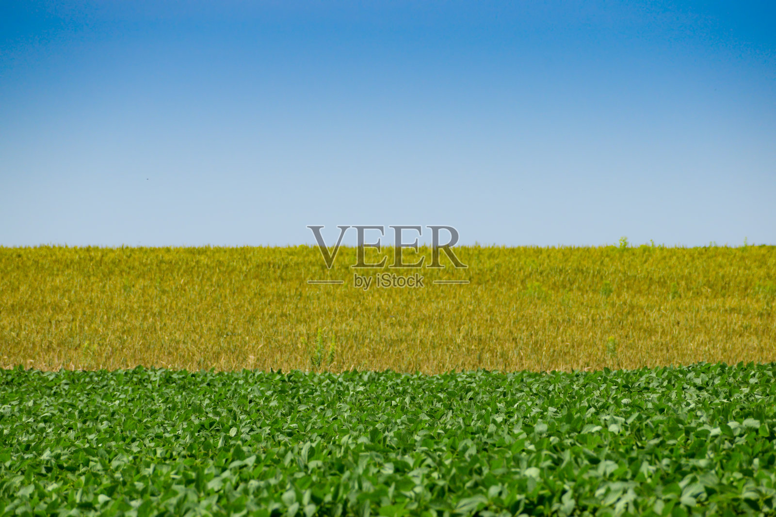 田里的大豆照片摄影图片