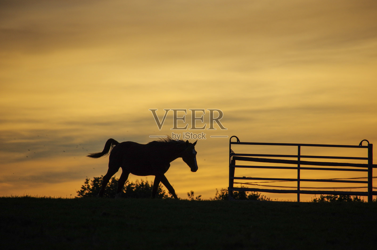 有马的乡村日落景色照片摄影图片