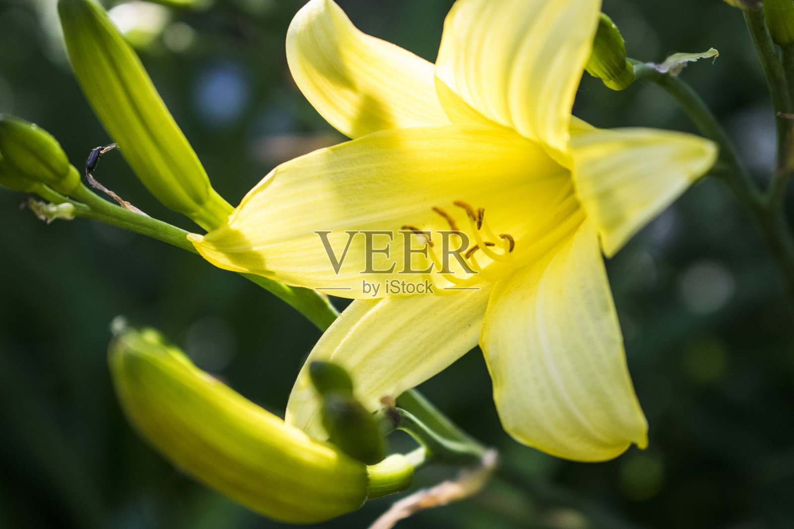 黄色的百合特写照片与绿色的叶子背景。照片摄影图片