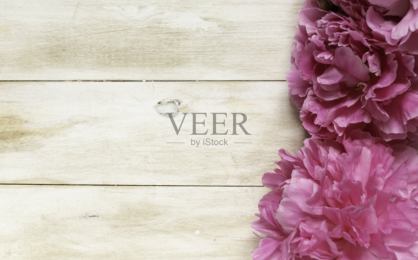 美丽的粉红色牡丹在木制的背景照片摄影图片