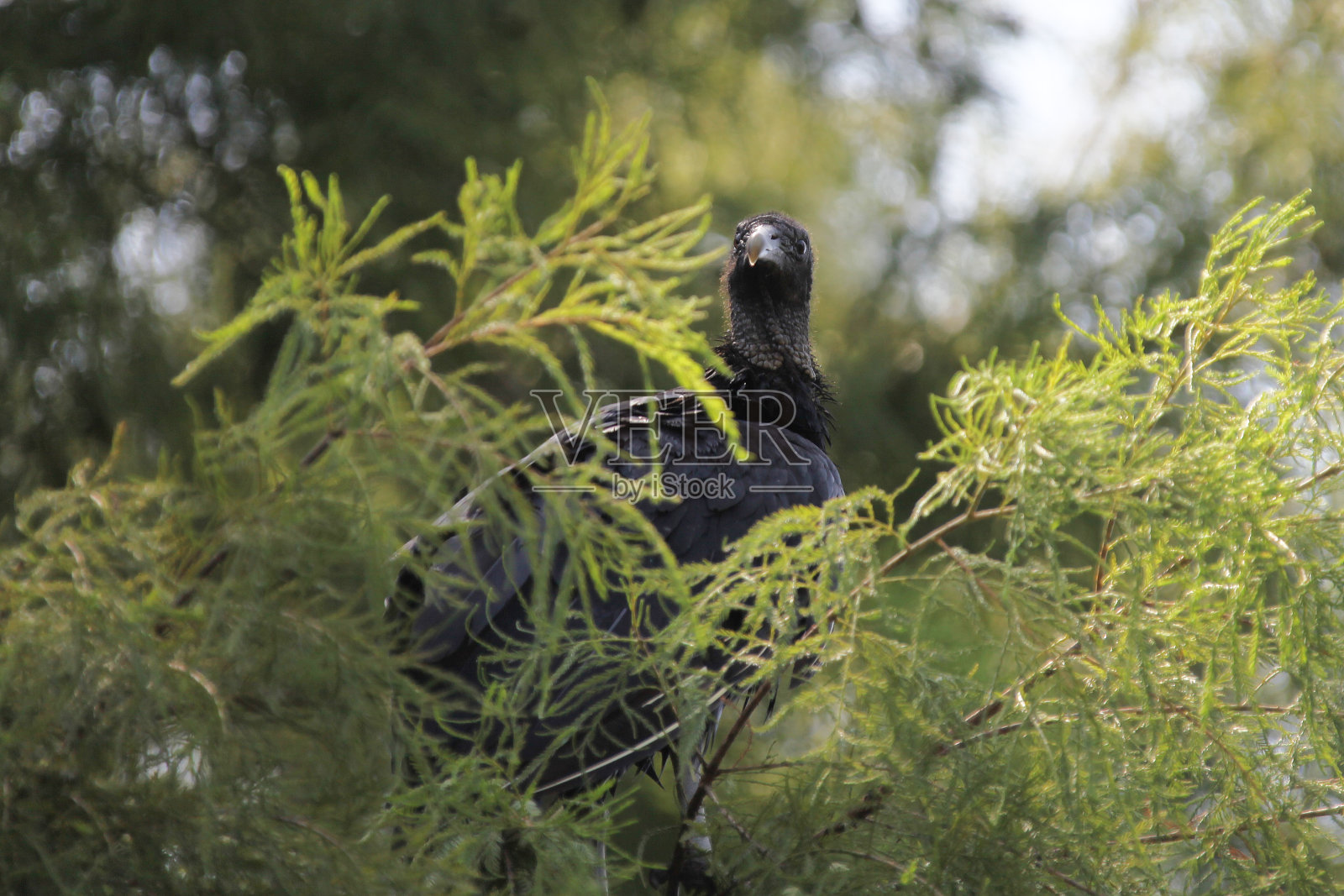 美国黑人秃鹰照片摄影图片