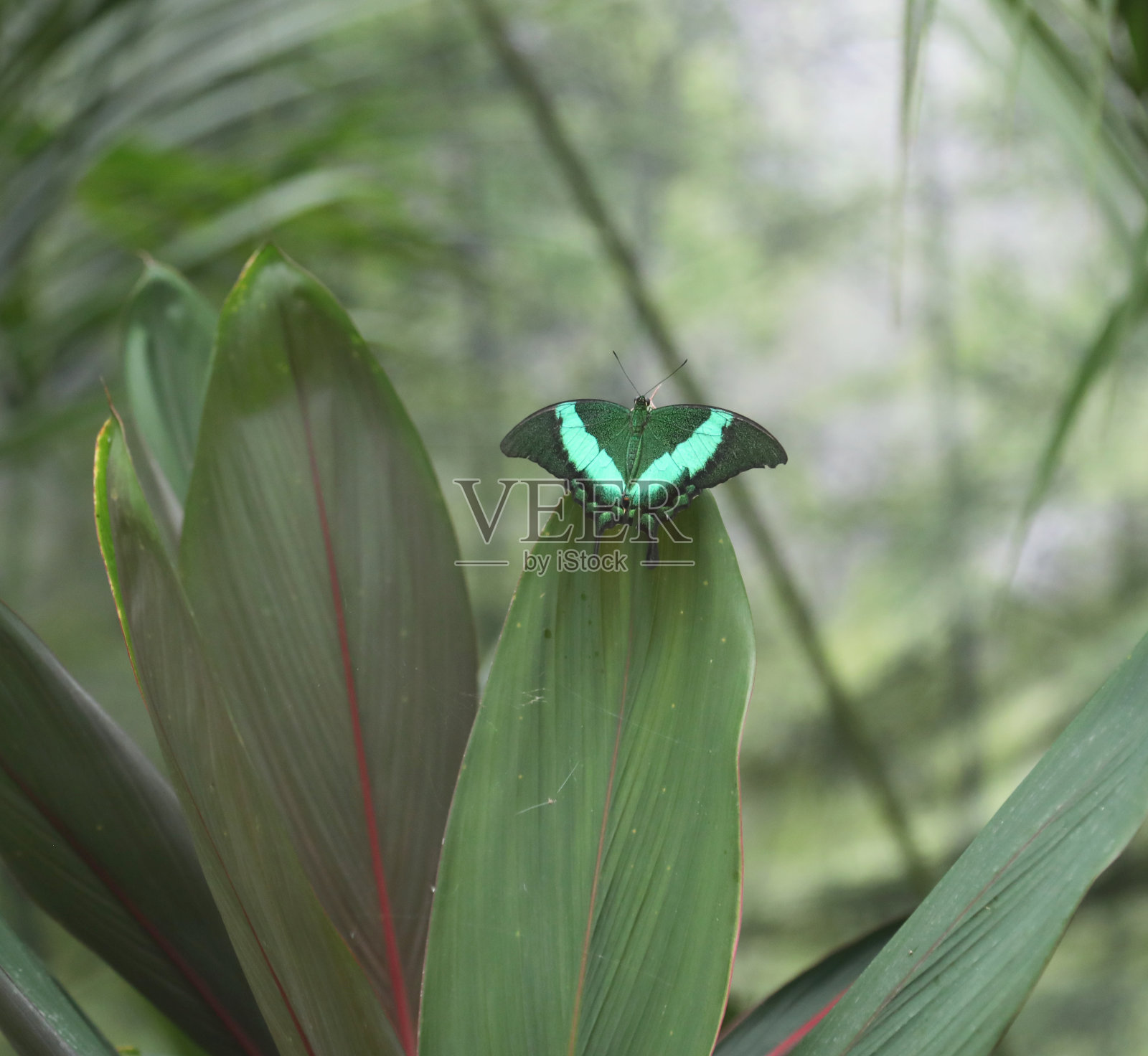 蝴蝶长着绿色的翅膀，隐藏在树叶中照片摄影图片
