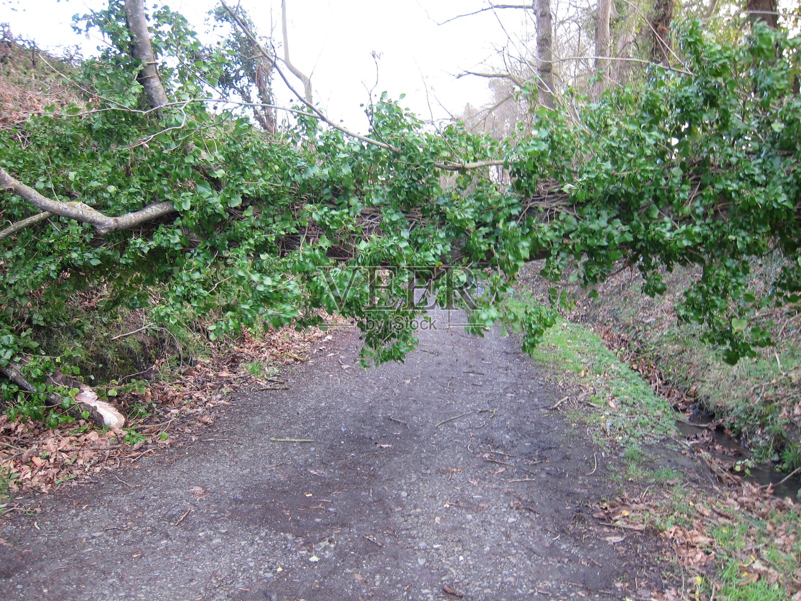 倒下的树挡住了路照片摄影图片