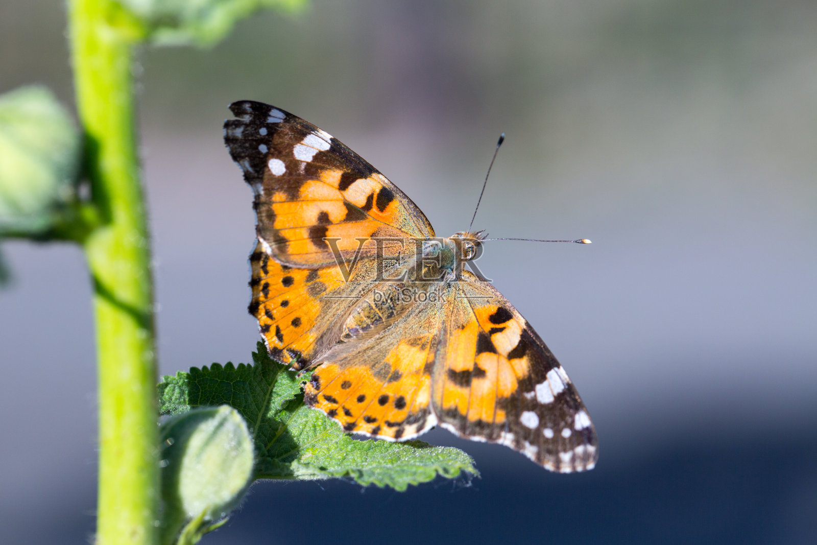 彩绘淑女蝴蝶(凡妮莎卡杜伊)以花蜜为食的椴树树照片摄影图片