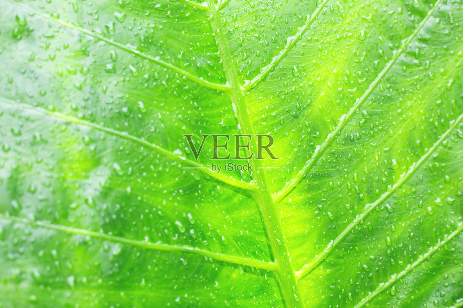 热带湿绿叶照片摄影图片