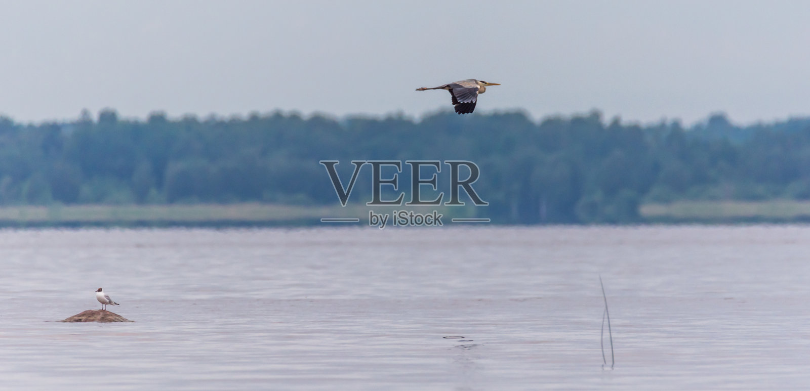 灰鹭在拉脱维亚湖上空飞翔照片摄影图片