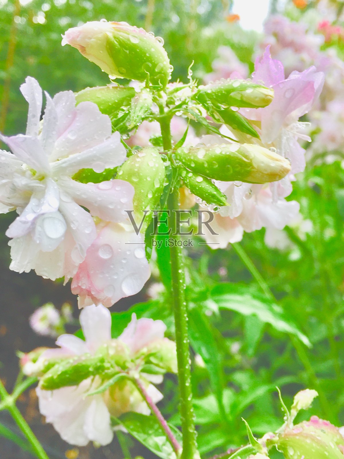 紫色的花照片摄影图片