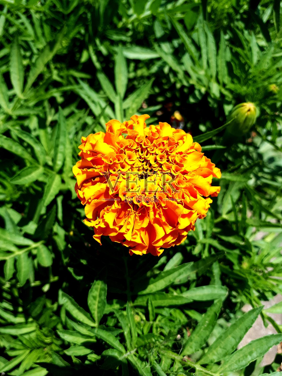 特写橙花照片摄影图片