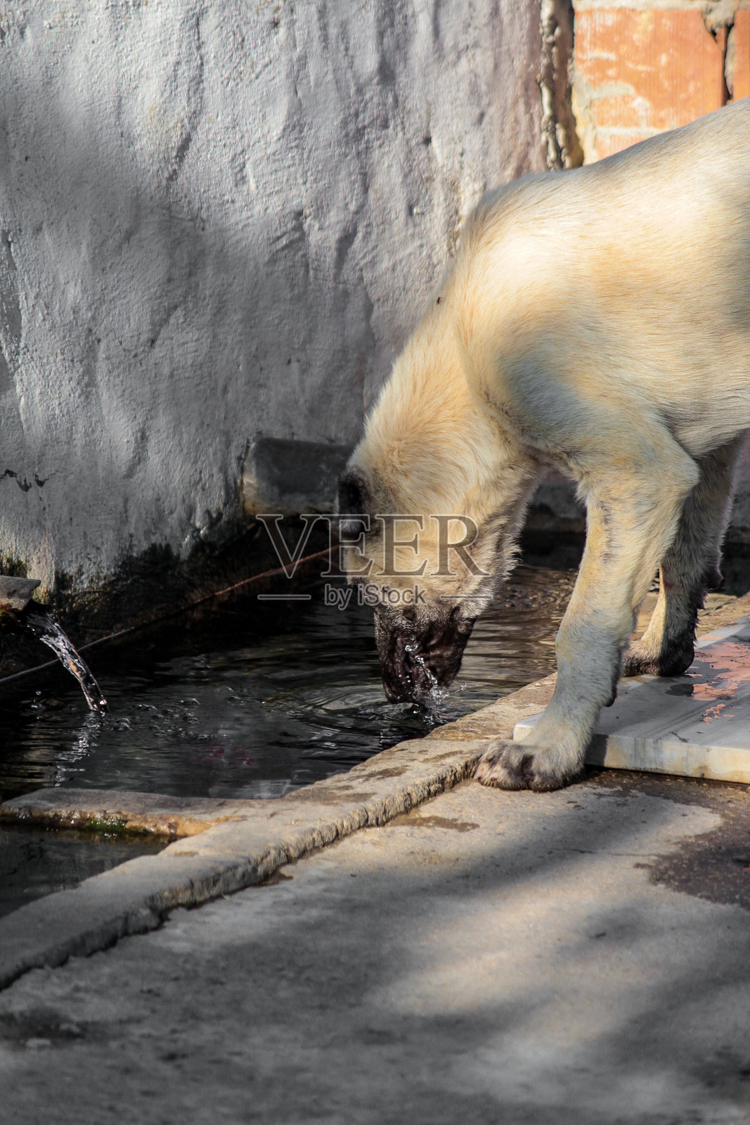 一只口渴的牧羊犬从水槽里喝水，休息了一会儿照片摄影图片