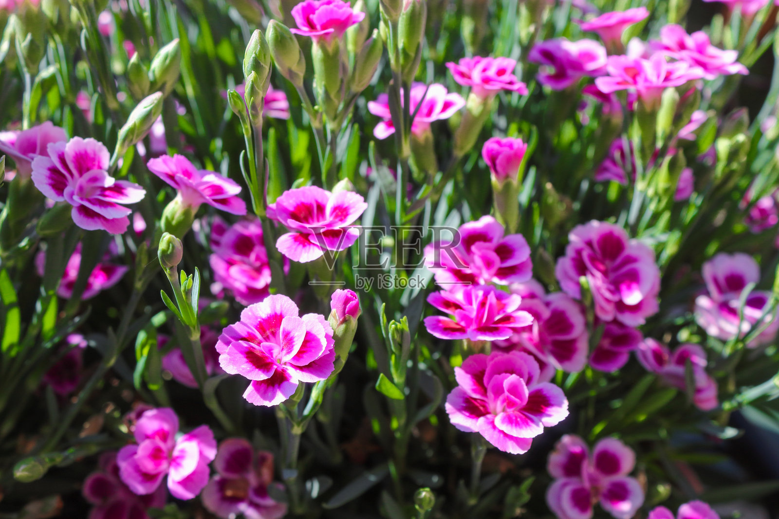 粉红康乃馨照片摄影图片